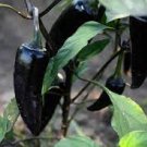 20 Seeds Fresh Hungarian Black Hot Chili Pepper Capsicum fruitescens