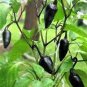 20 Seeds Fresh Hungarian Black Hot Chili Pepper Capsicum fruitescens