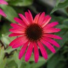 100 Seeds 'Big Sky' Fire Red Echinacea Coneflower