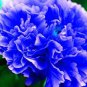 10 Seeds Chinese Rare and Precious Species of Blue Peony Flower Bonsai