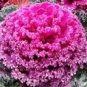 30 Seeds Kale Ornamental Brassica Oleracea Collard Winter Flowers