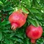 20 Seeds Rare Punica granatum Favorite Delicious Small Pomegranate Fruit