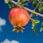 20 Seeds Rare Punica granatum Favorite Delicious Small Pomegranate Fruit