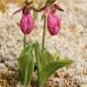 100 Seeds Pink Lady's Slipper Moccasin Flower (Cypripedium acaule) Orchid