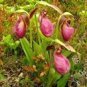 100 Seeds Pink Lady's Slipper Moccasin Flower (Cypripedium acaule) Orchid