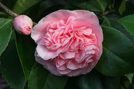 100 Seeds Available Many Varieties Camellia Flores Potted Plants