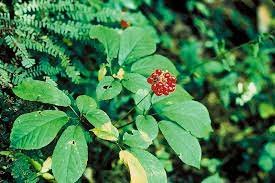 500 Seeds Chinese Panax Notoginseng Pseudo ginseng