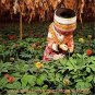 500 Seeds Chinese Panax Notoginseng Pseudo ginseng