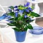 100 Seeds Blue Anthurium andraeanum
