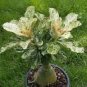 1 Seeds Desert Rose Scarce Grafted Variegated Leaves Petals