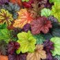200 Seeds Colorful Heuchera Bonsai Potted Coral Bell Flower Plants