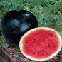 10 Seeds RARE Hokkaido Black Watermelon