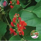 15 Seeds Runner Bean 'Scarlet' Phaseolus coccineus Flower