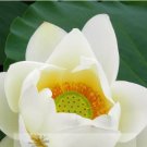1 Seeds Nobility Queen White Lotus Nelumbo Nucifera