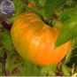 100 Seeds 'Aunt Gertie's Gold' Organic Yellow Beefsteak Heirloom Tomato Bonsai