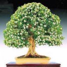 20 Seeds Heirloom Murraya Paniculata Orange Jasmine