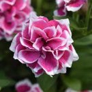 60 Seeds Pink Petunia Bright Color Rare