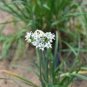 50 Seeds Fresh Garlic Chives Seeds Allium Tuberosum Chinese Chives