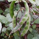6 Seeds Rare Green Purple Long Hyacinth Bean Seeds Very Delicious High Yield