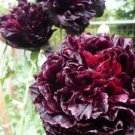 5 Seeds Rare Red Black Peony Flower