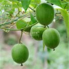 30 Seeds Heirloom Luo Han Guo Siraitia Grosvenorii Fresh