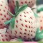 12 Seeds Different Strawberry