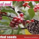 50 Seeds Silver Berry Elaeagnus Umbellata