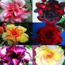 30 Seeds Multi-Layer Adenium obesum Desert Rose