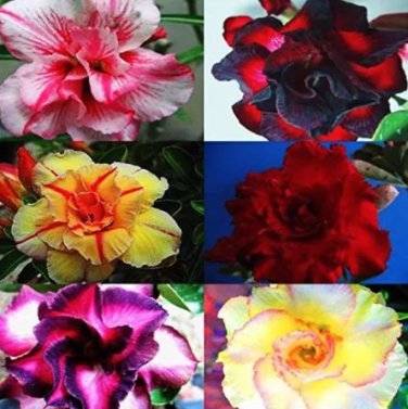 30 Seeds Multi-Layer Adenium obesum Desert Rose