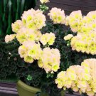 10 Seeds Geranium White Double Petals with Green Centre Ball Typed Bonsai Flowers