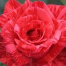 50 Seeds New Red Rose with Light Pink Strip Chinese Rose Shrub Flower