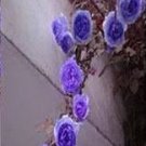 100 Seeds Rare Purple Climbing Rose Seeds, Very Beautiful Ornamental Climbing Flowers