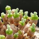 100 Seeds Monilaria Moniliformem Bonsai