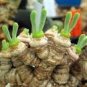 100 Seeds Monilaria Moniliformem Bonsai
