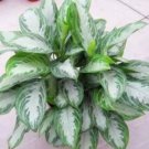 100 Seeds Rare Aglaonema spp Seeds High Humidity Easy Grow