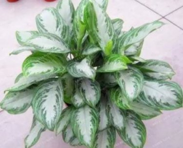 100 Seeds Rare Aglaonema spp Seeds High Humidity Easy Grow