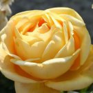 50 Seeds Double Yellow Rose Flower