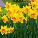 100 Seeds Narcissus Flowers