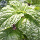 20 Seeds Mammoth Basil