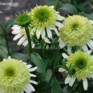 100 Seeds Heirloom 'Honeydew Cluster' Green Echinacea