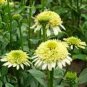 100 Seeds Heirloom 'Honeydew Cluster' Green Echinacea