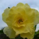 2 Seeds Variegated Adenium Obesum YELLOW GOLD Desert Rose Flowers