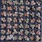 100 Seeds Heirloom Mix Lithops Pseudotruncatella Succulent Plant