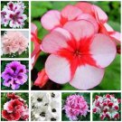 30 Seeds Mixed 8 Colors of Geranium