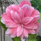 200 Seeds Amaryllis Amaryllis Flower