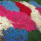 100 Seeds Creeping Thyme Bonsai or Multi-Color Rock CRESS Plant Perennial Flower