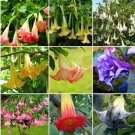 100 Seeds Brugmansia Datura Mixed