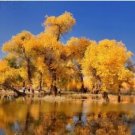 50 Seeds Populus Euphratica Seeds Ornamental Euphrates Poplar Salt