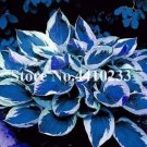 150 Seeds Beautiful Hosta Bonsai, Perennials Lily Flower Shade Hosta Flower