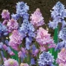100 Seeds Spanish Bluebells Mixture Wood Hyacinth Mix Color Wood Hyacinths Flower